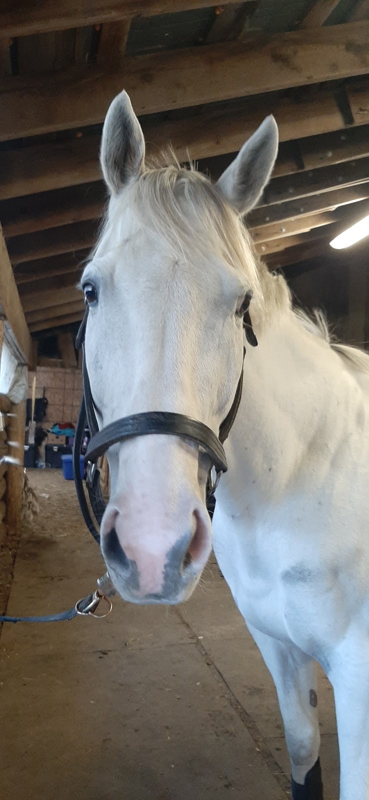 FRASER FIELD FARMS | 7661 Franktown Rd, Richmond, ON K0A 2Z0, Canada | Phone: (613) 229-0319