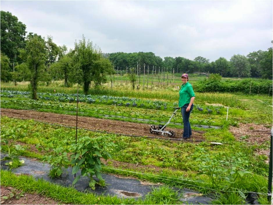 McCollum Orchards, LLC | 248 N Adam St, Lockport, NY 14094, USA | Phone: (716) 730-0703