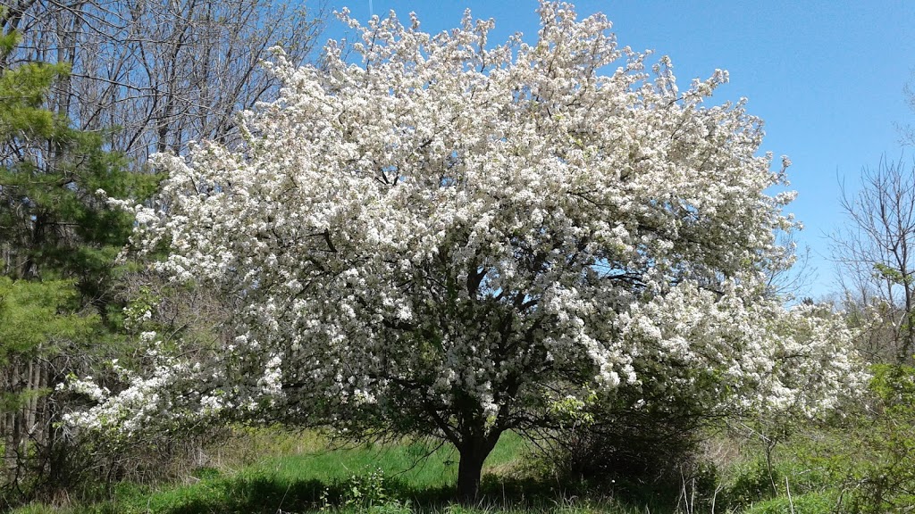 Fingal Wildlife Management Area | 34469 Fingal Line, Fingal, ON N0L 1K0, Canada