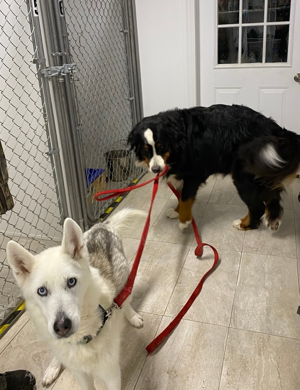 Hometown Kennels And Grooming | 421 Oxford 2, Princeton, ON N0J 1V0, Canada | Phone: (519) 536-0954