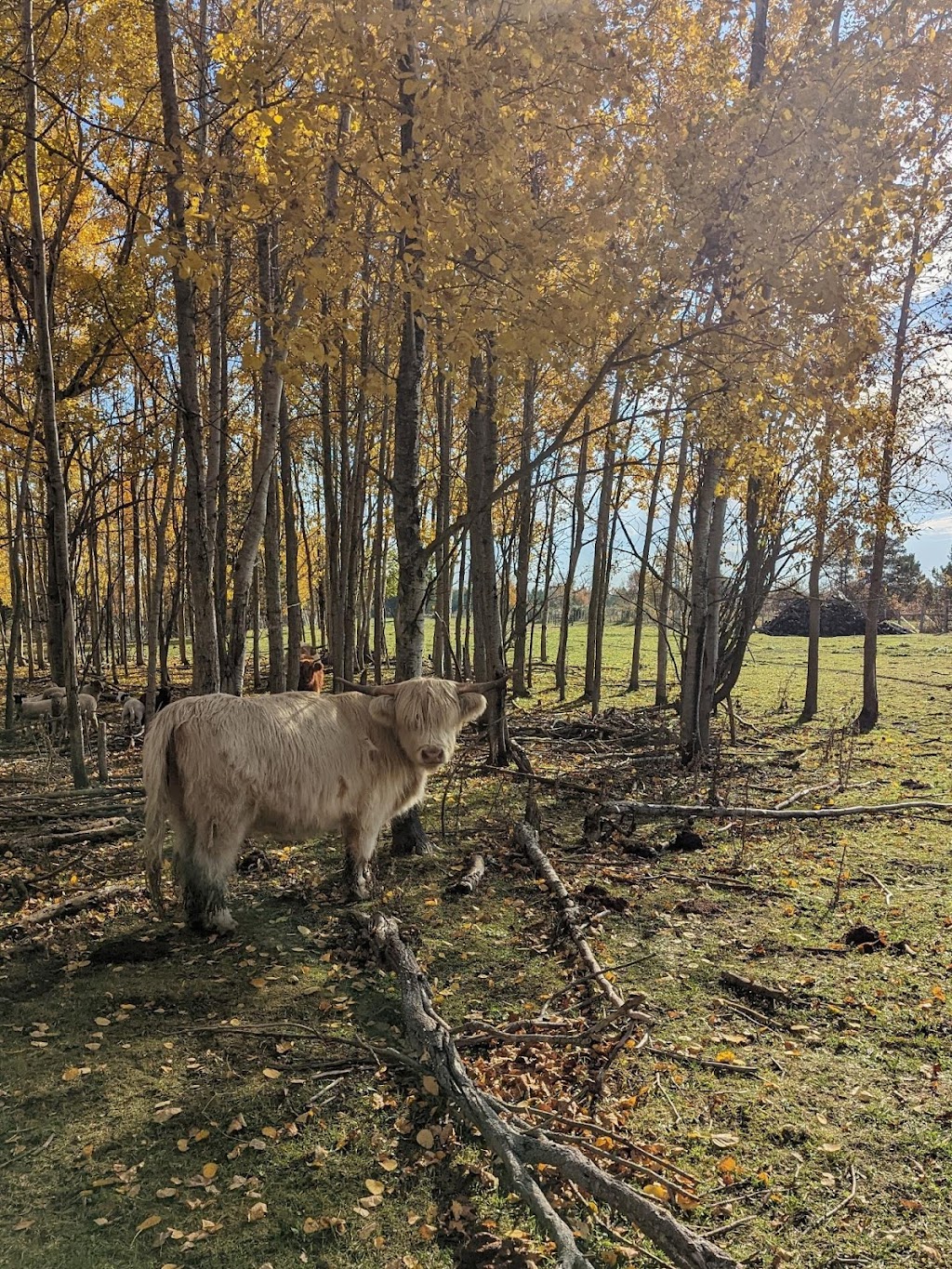 BENTHORN FARMSTEAD | 510 Municipal Rd, Sauble Beach, ON N0H 2G0, Canada | Phone: (519) 378-4486