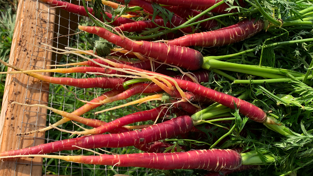The Elmbrook Farm | 339 Elmbrook Rd, Picton, ON K0K 2T0, Canada | Phone: (416) 618-6354