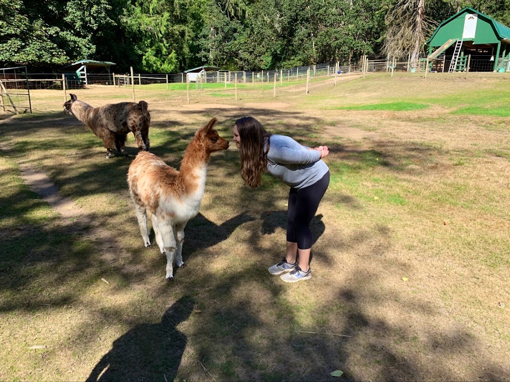 Millstream Miniature Llamas | 355 Atkins Ave, Victoria, BC V9B 3A1, Canada | Phone: (250) 478-9969