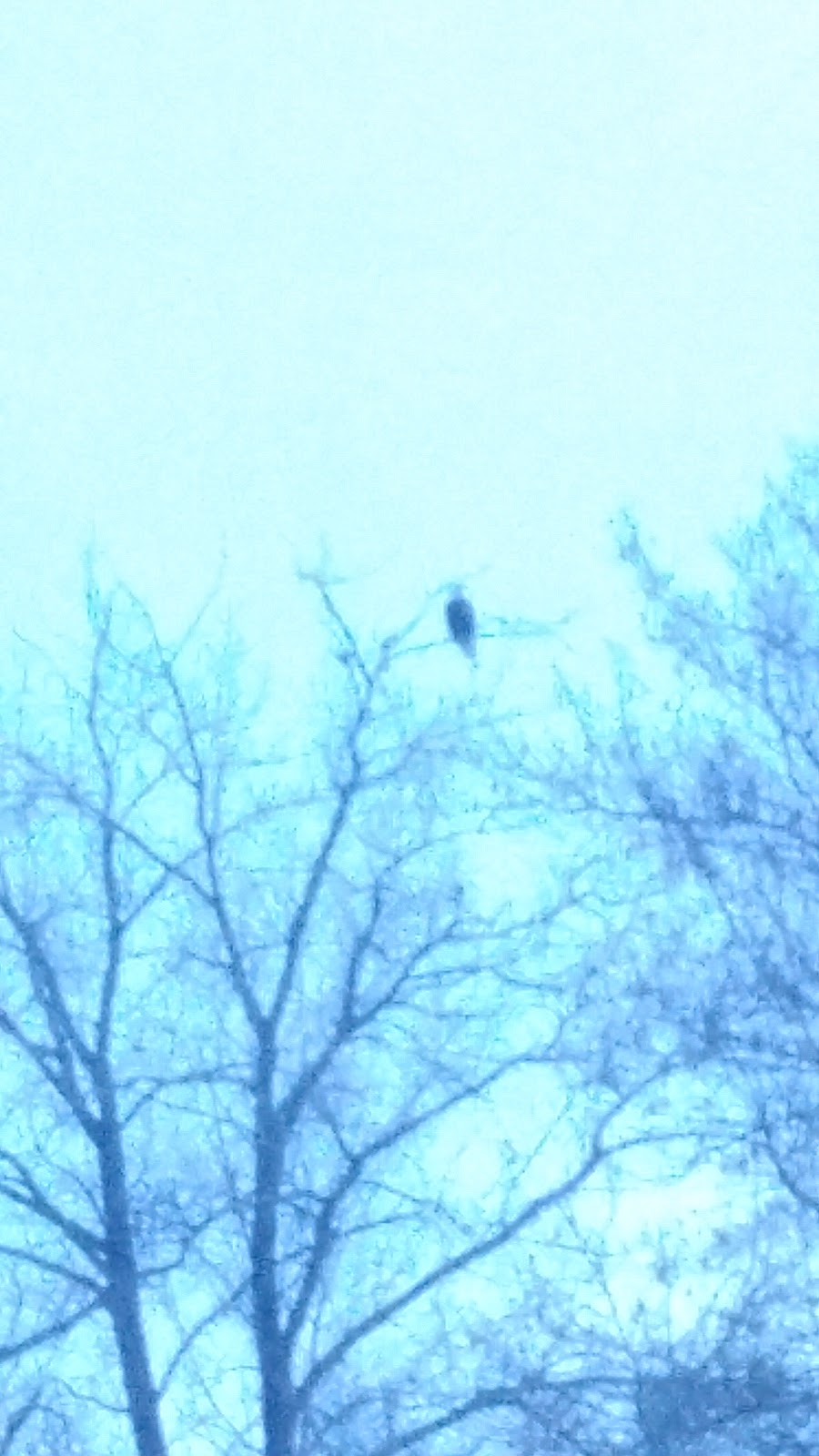 Spadina Bird Watch | 4E5, 1337-2119 Spadina Crescent W, Saskatoon, SK S7M 1P5, Canada