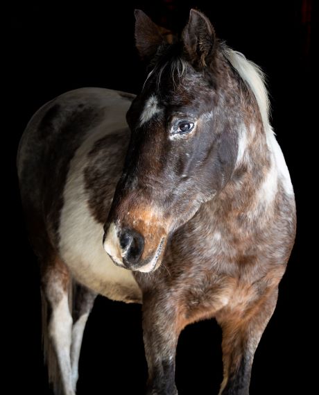 Brantline Photography | 51 Powerline Rd, Brantford, ON N3T 5L8, Canada | Phone: (519) 802-4240