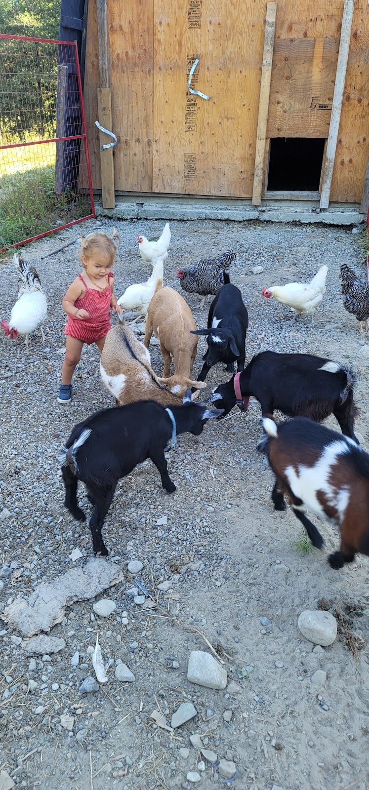 Goat Yoga | 12825 Squamish Valley Rd, Brackendale, BC V0N 1H0, Canada | Phone: (604) 902-5951