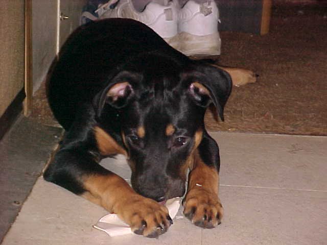 Richmond Veterinary Hospital | 10335 Gratiot Ave, Columbus, MI 48063, USA | Phone: (586) 727-9018