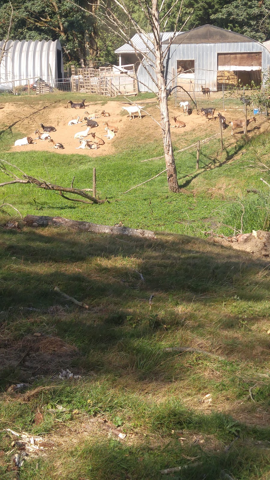 Goats Pride Dairy | 30854 Olund Rd, Abbotsford, BC V4X 1Z9, Canada | Phone: (604) 854-6261