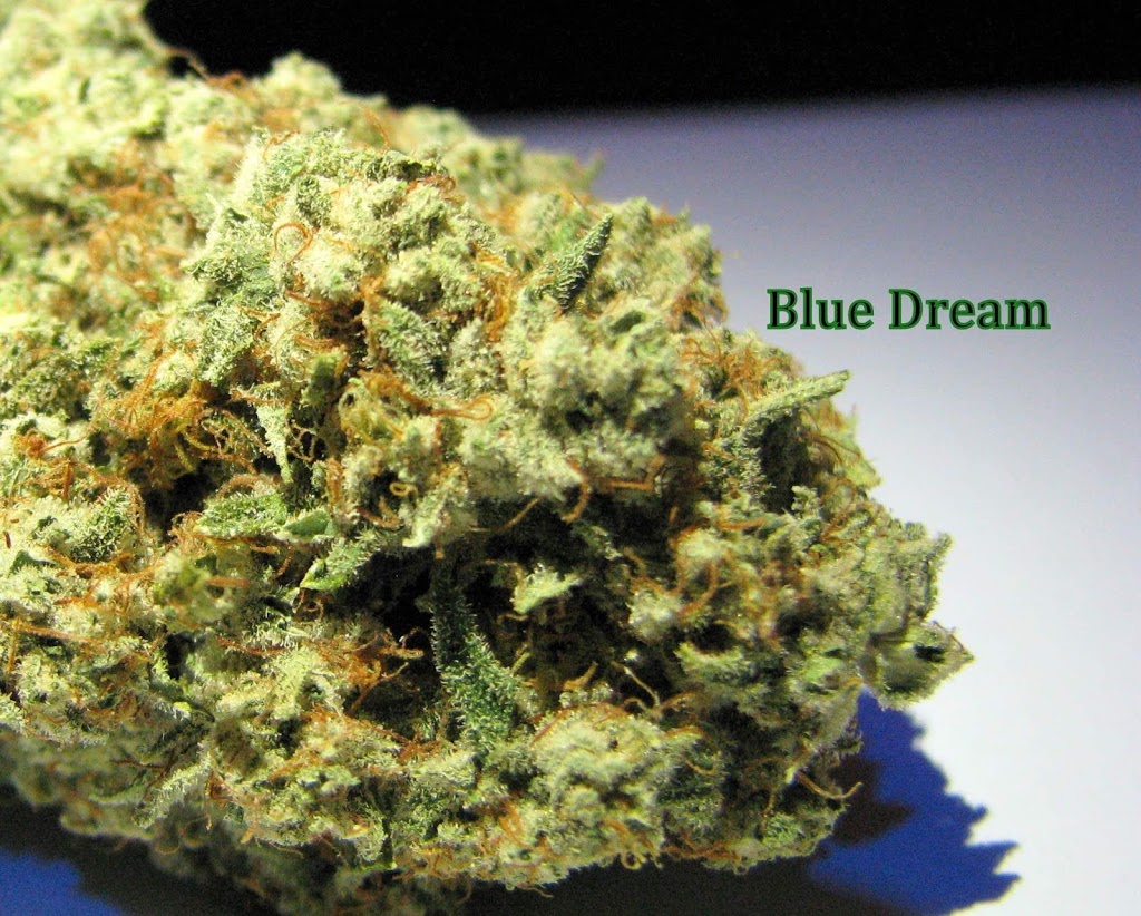 WildeLeaf | 13a Ave, Surrey, BC V4A, Canada | Phone: (604) 842-5159