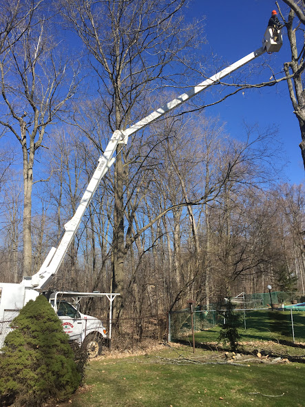 Timbertech Tree Care | 654 Airport Rd, Stirling, ON K0K 3E0, Canada | Phone: (613) 968-1897