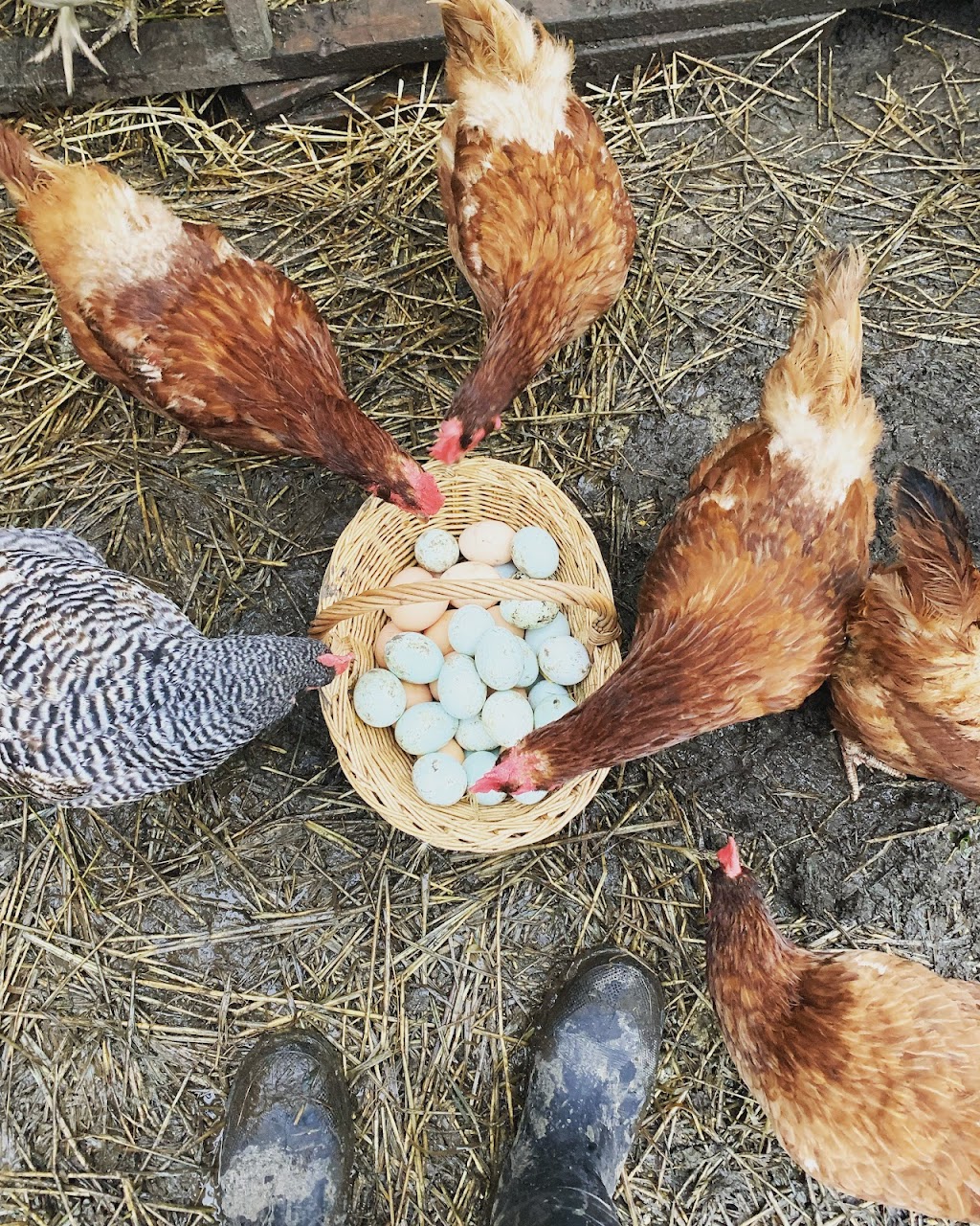 Silver Maple Highlands Farm | 174 Boyle Rd, Grafton, ON K0K 2G0, Canada | Phone: (905) 269-8510