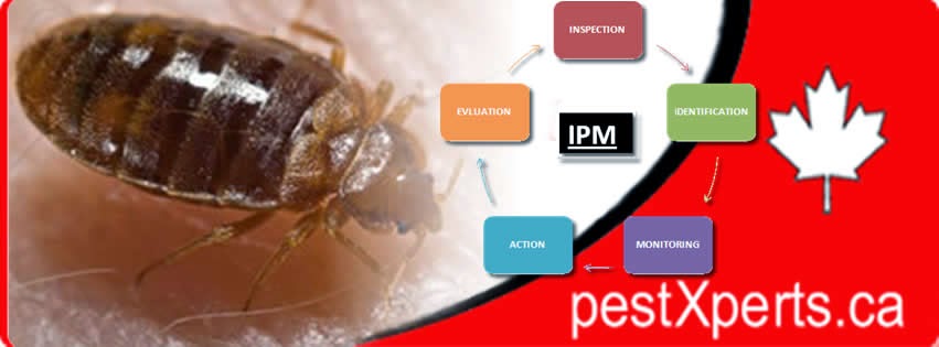 Bed Bugs Control | 5 Rowntree Rd #1612, Etobicoke, ON M9V 5G6, Canada | Phone: (416) 451-7659