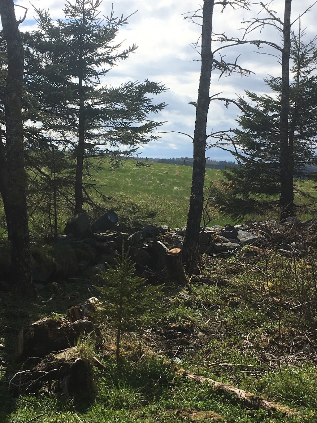 Sean Ashe Forestry | 1940 NS-211, Sherbrooke, NS B0J 3C0, Canada | Phone: (902) 318-0066