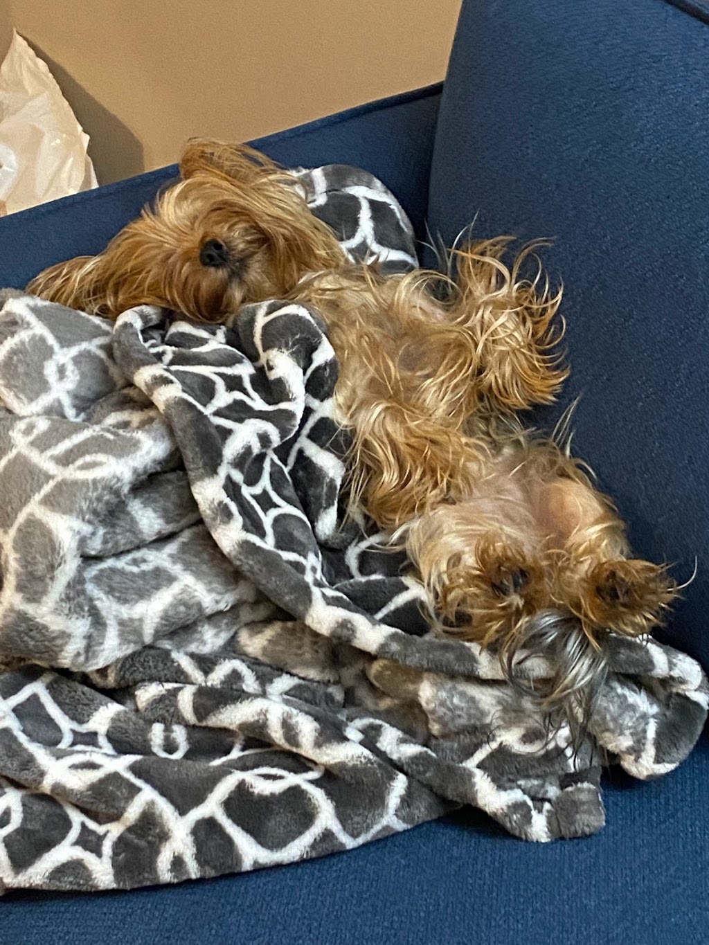 Cute Little Paws | 16 St Louis Rd, Winnipeg, MB R2M 3J5, Canada | Phone: (403) 918-8461