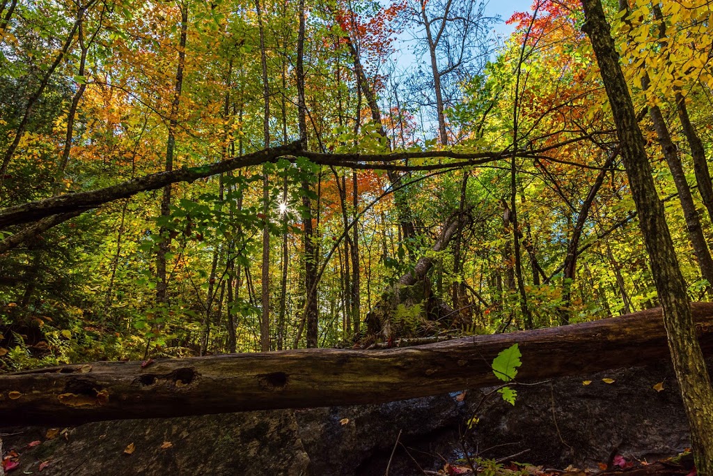 Hawk Lake Log Chute | 1584 Big Hawk Lake Rd, Algonquin Highlands, ON K0M 1J2, Canada | Phone: (705) 489-2379