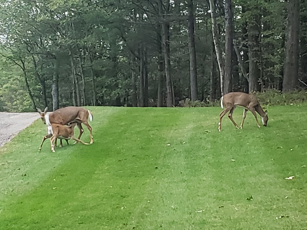 Parry Sound Golf & Country Club | 50 George Hunt Memorial Dr, Parry Sound, ON P2A 2W9, Canada | Phone: (705) 342-5262
