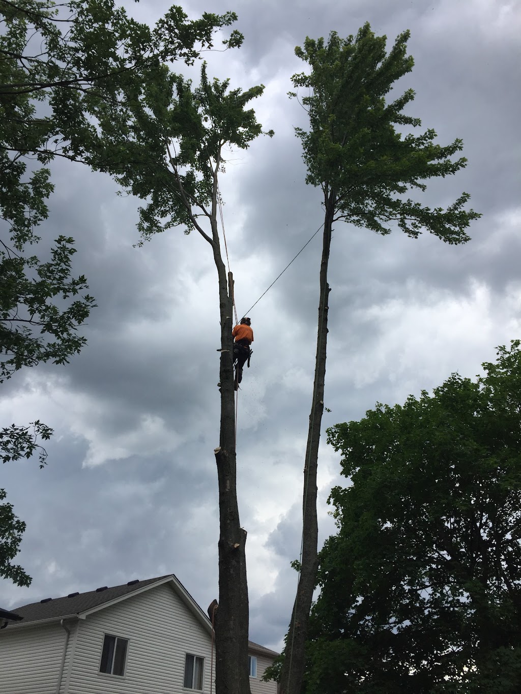 Limbwalker Tree Services | 1188 Sorrel Rd, London, ON N5V 2N3, Canada | Phone: (519) 854-6150