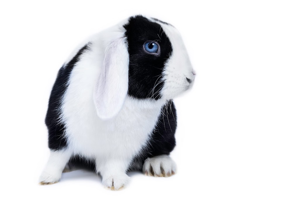 Pet Furtography | 50 Main St E, Beeton, ON L0G 1A0, Canada | Phone: (905) 801-5130