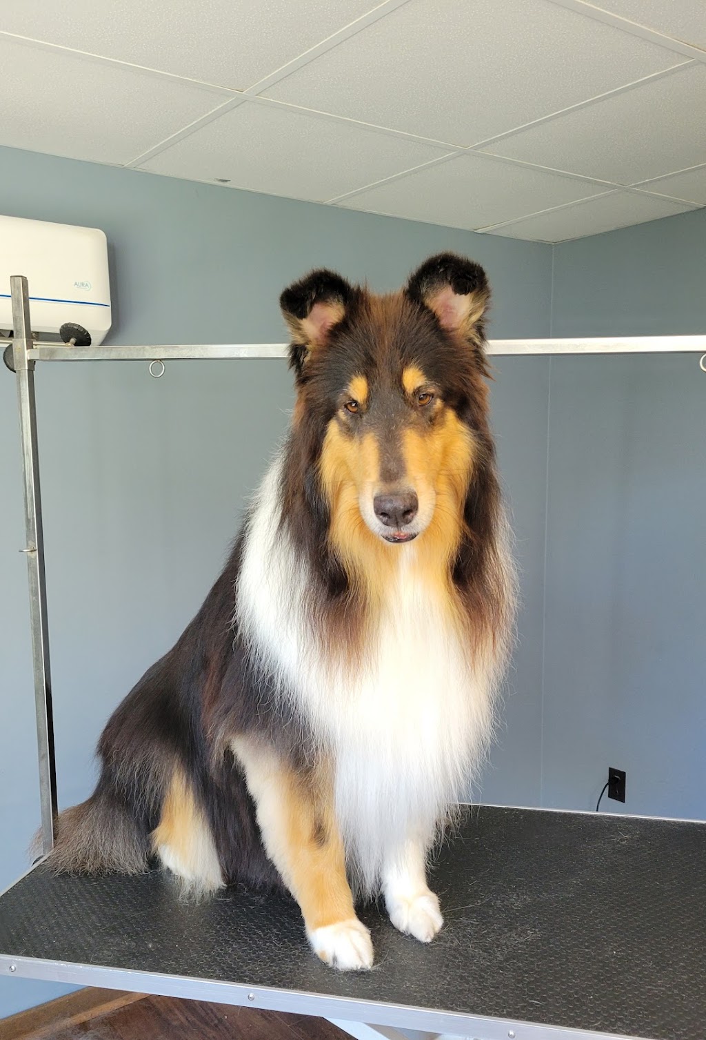 Happy Paws Grooming Shop | 12075 NS-224, Middle Musquodoboit, NS B0N 1X0, Canada | Phone: (902) 957-2418