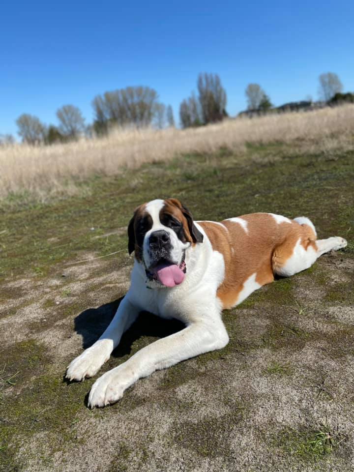 Pathfinder Pet Care & Dog Ranch | 13800 No. 3 Rd, Richmond, BC V7A 1X6, Canada | Phone: (778) 991-9169