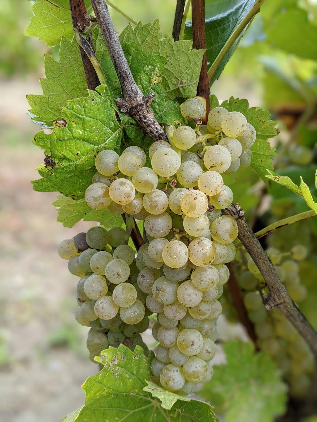 Domaine du Ridge | 205 Chemin Ridge, Saint-Armand, QC J0J 1T0, Canada | Phone: (450) 248-3987