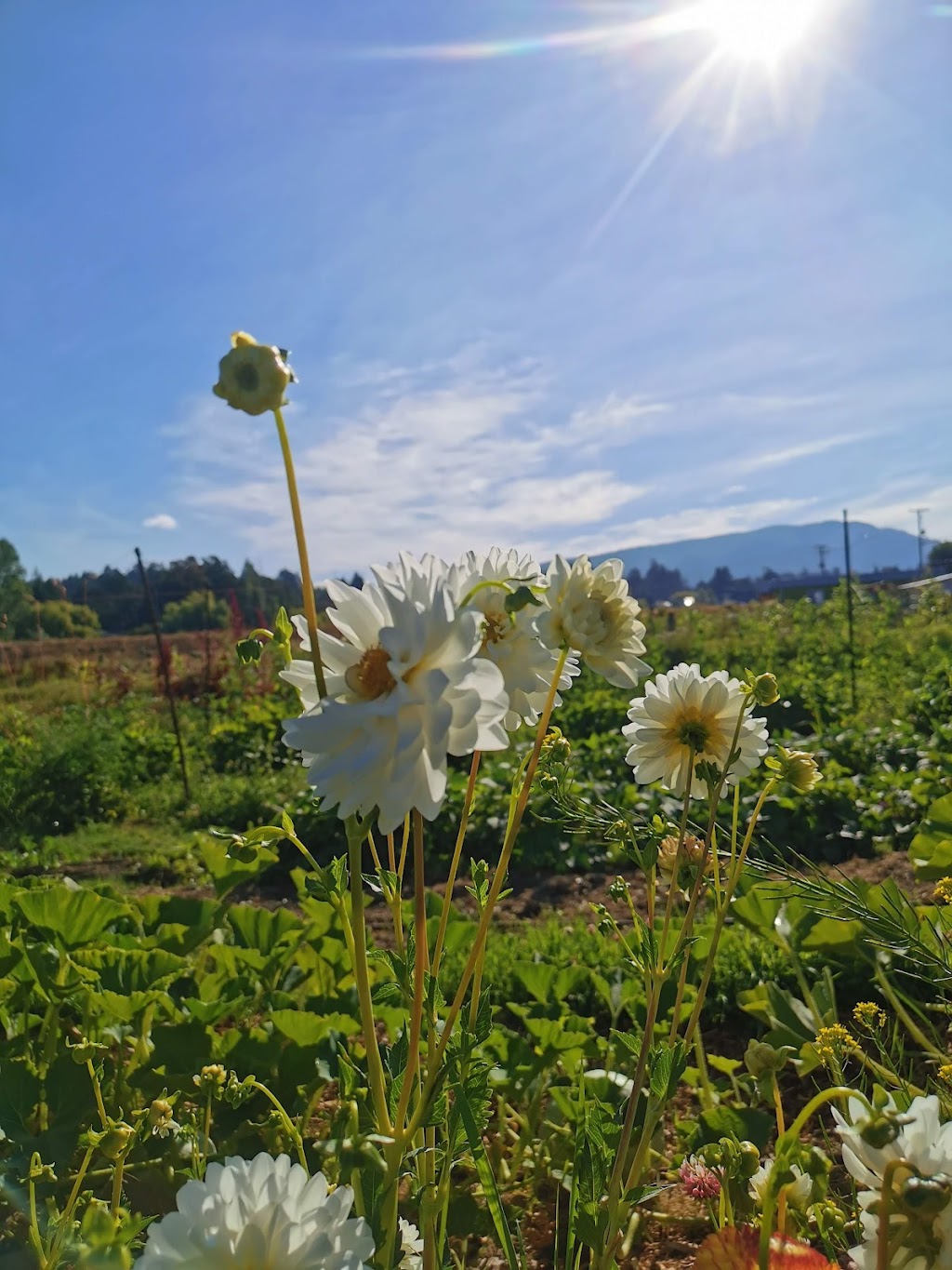 Cowichan Farm & Food Hub | 2431 Beverly St, Duncan, BC V9L 3A1, Canada | Phone: (250) 597-8200