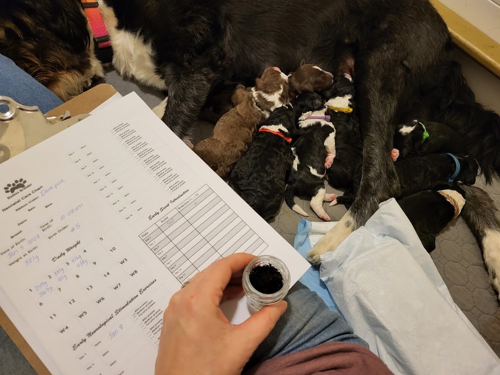Better with a Bernedoodle | Berry Mills Rd, Berry Mills, NB E1G 0M4, Canada | Phone: (506) 227-3191