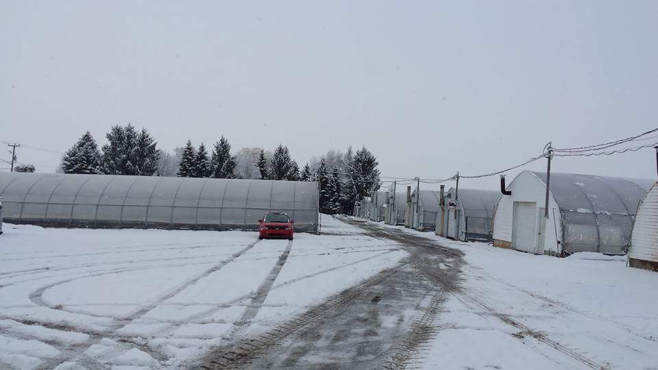 Pure Horticulture Inc | 1514 Rang Saint Antoine, Saint-Rémi, QC J0L 2L0, Canada | Phone: (514) 966-8031