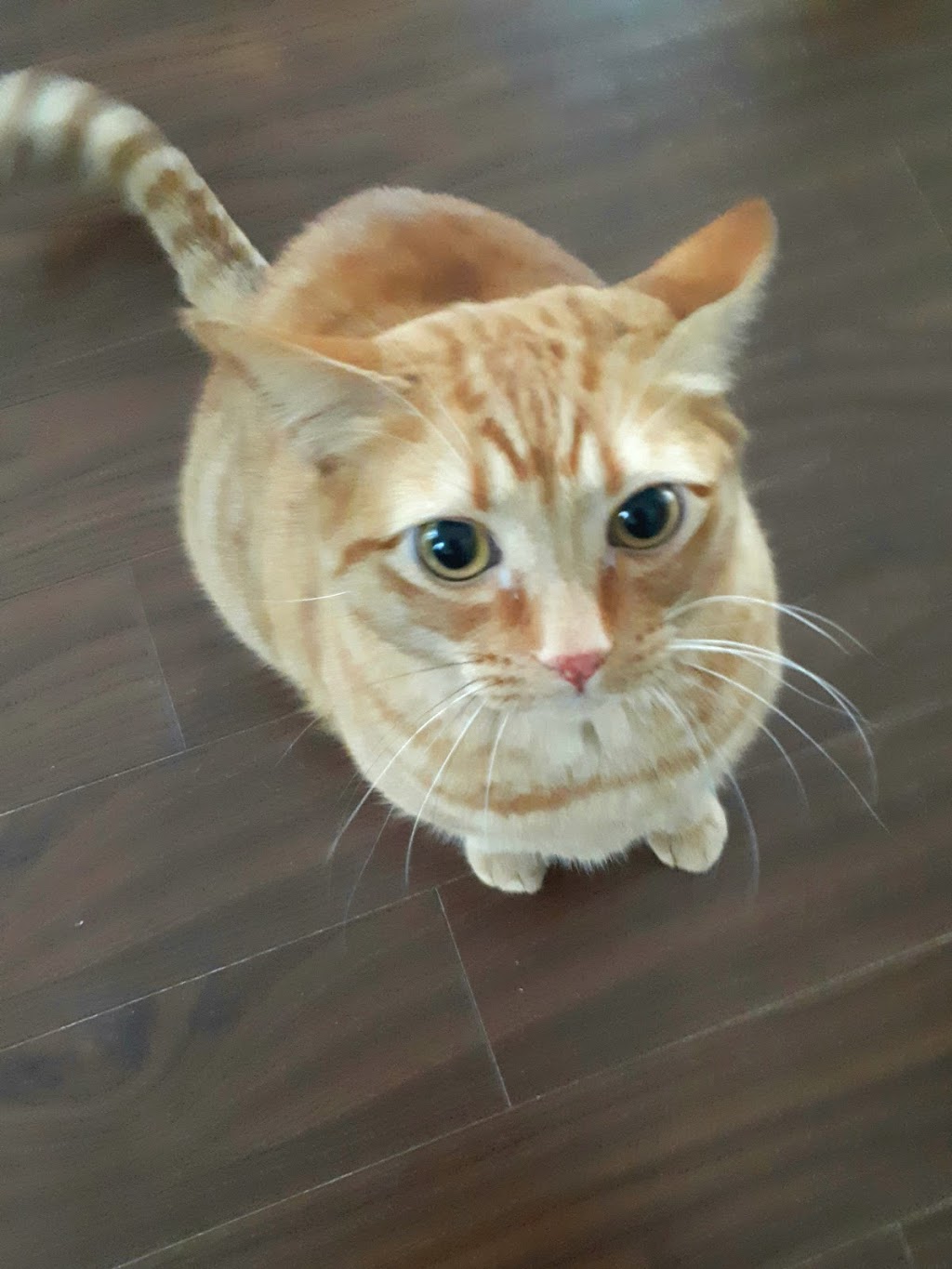 Fur Their Comfort Pet Care | 1845 Suffolk Ave, Port Coquitlam, BC V3B 5G6, Canada | Phone: (604) 377-0562