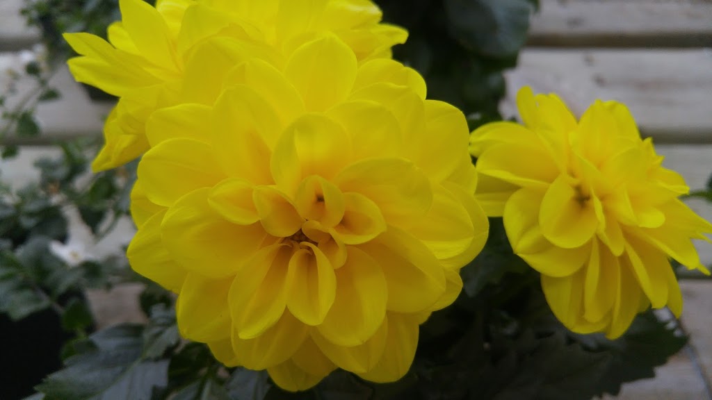 Sunrise Gardens | 3605 Lapeer Rd, Port Huron, MI 48060, USA | Phone: (810) 985-3531