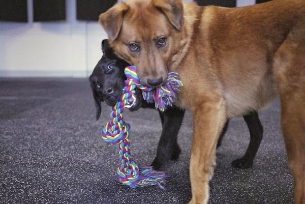 Back in the Pack Dog Daycare | 3131 68 St NW, Calgary, AB T3B 2J4, Canada | Phone: (403) 453-0913