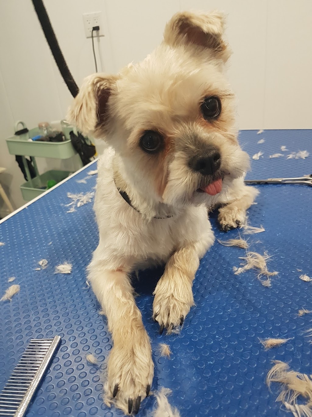 The Rural Pet sPAW | 400 W Front St. Bldg #10, Stirling, ON K0K 3E0, Canada | Phone: (343) 261-4388