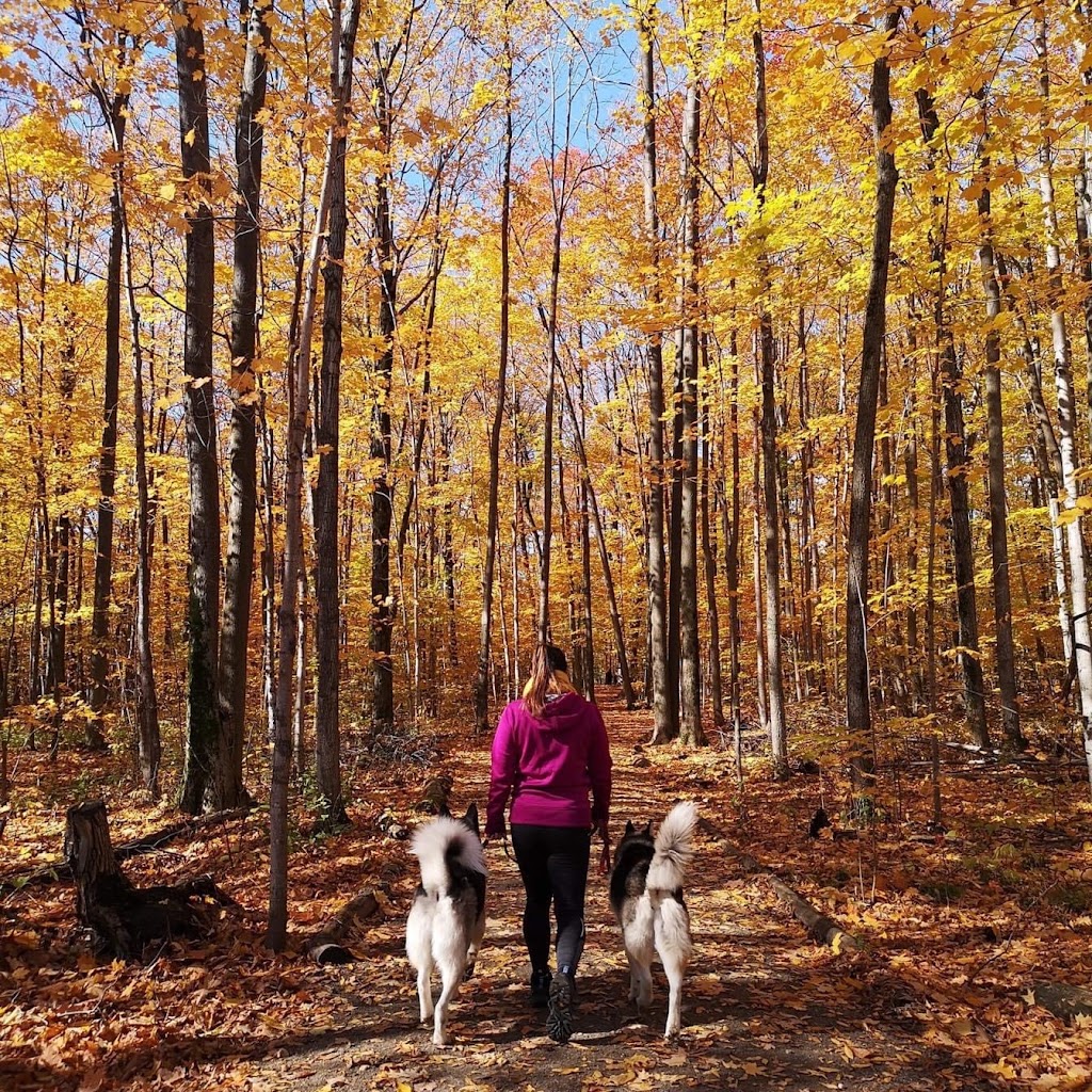 So Complice, intervenante en comportement canin | 7 Chem. du Sous Bois, Lac-Beauport, QC G3B 1T5, Canada | Phone: (418) 951-8681