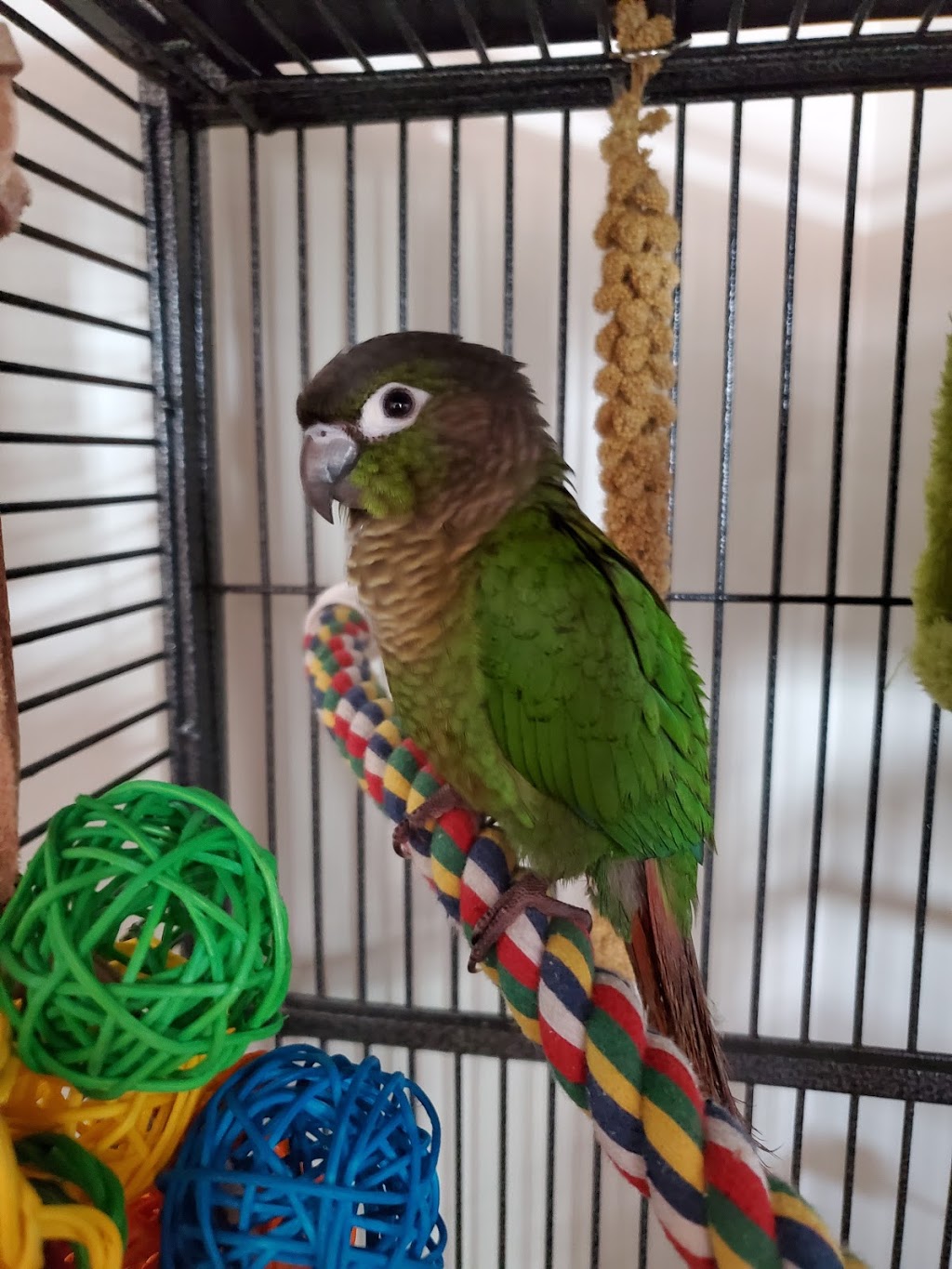 Niagara Pet Corner | 545 Niagara St, Welland, ON L3C 1L7, Canada | Phone: (905) 735-2221