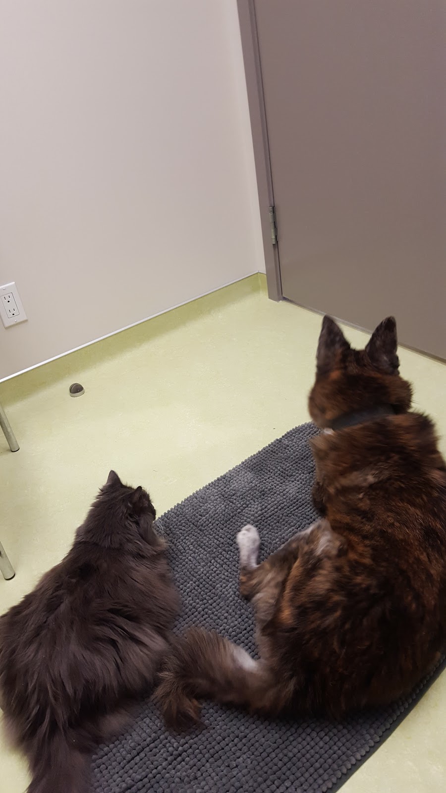 Happy Paws Vet Clinic | 1301 8 St SW #5, Airdrie, AB T4B 3Y2, Canada | Phone: (403) 299-0336