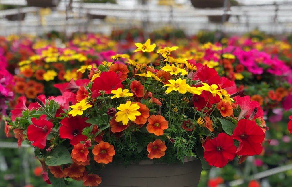 Rico Roots Plant Farm | 2340 Graham Side Rd, Kingsville, ON N9Y 2E5, Canada | Phone: (519) 796-7999