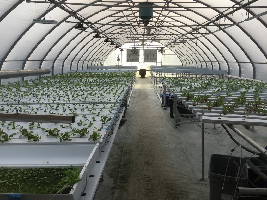 Grafton Greenhouse Greens | 2124 Black Rock Rd, Waterville, NS B0P 1V0, Canada | Phone: (902) 471-2828
