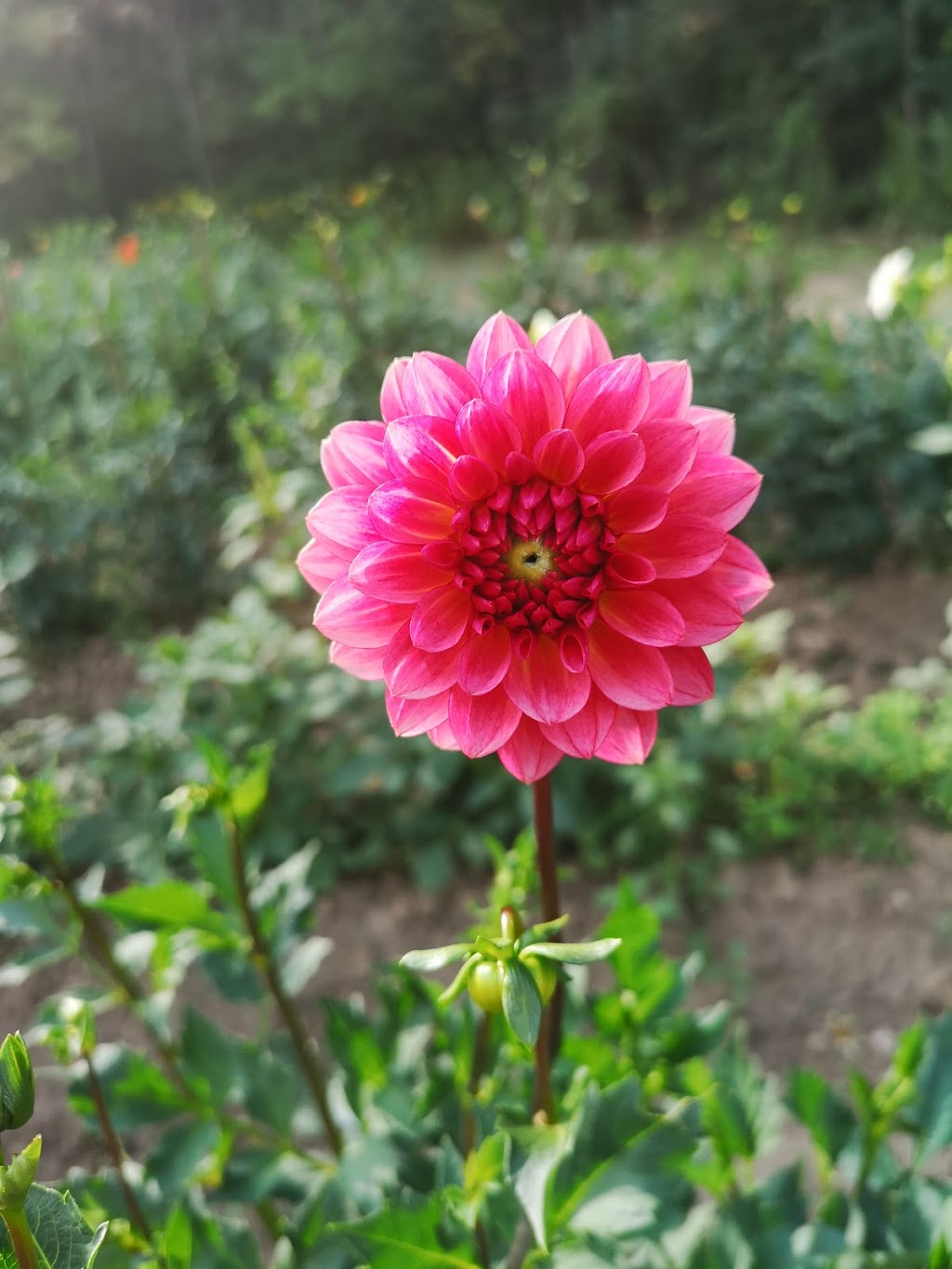 Butts Berry Farm | 5838 5th Line, Guelph/Eramosa, ON N0B 2K0, Canada | Phone: (519) 856-0270