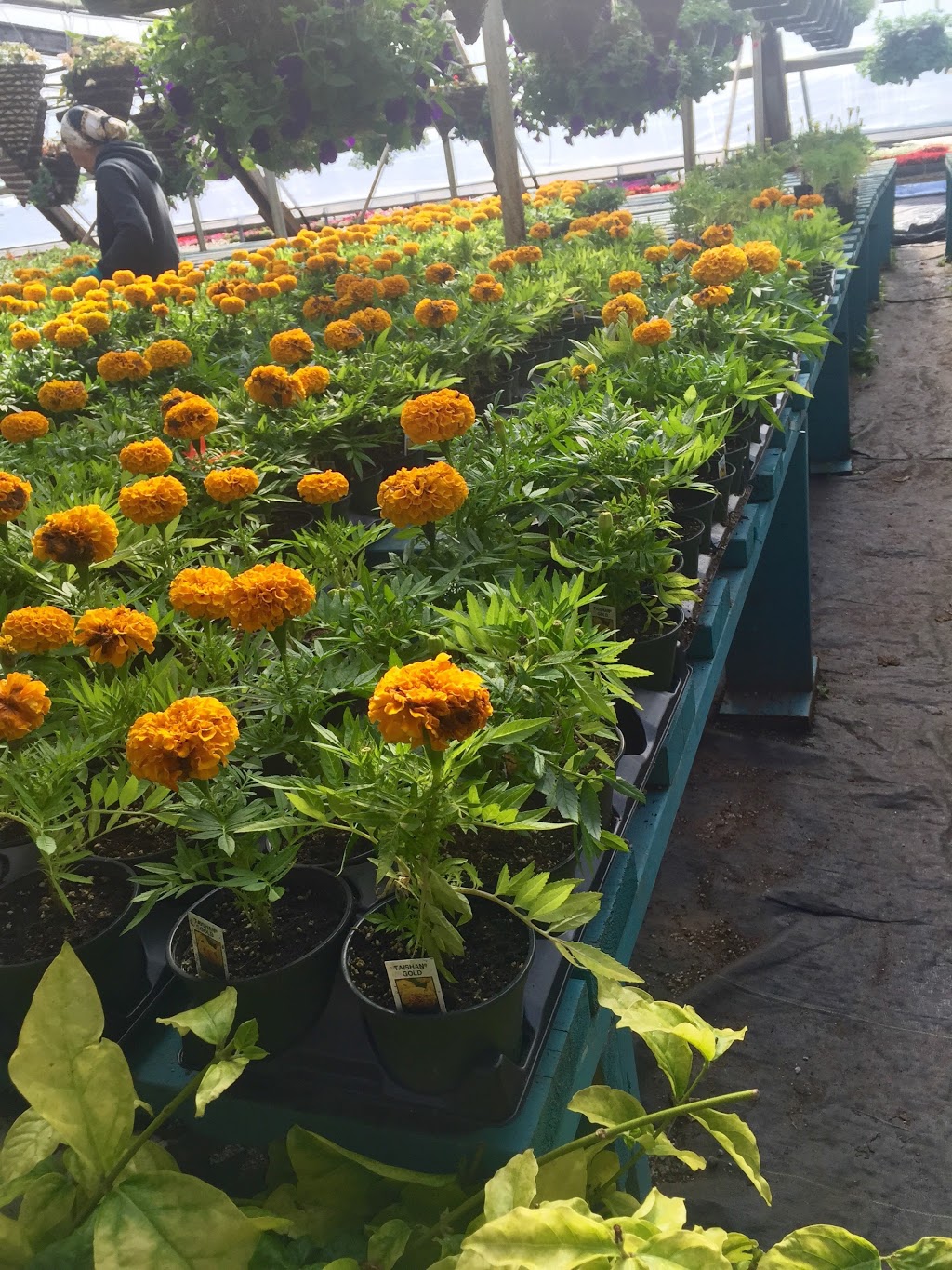 River Nursery | 16328 56 Ave, Surrey, BC V3S 2J7, Canada | Phone: (604) 576-1643