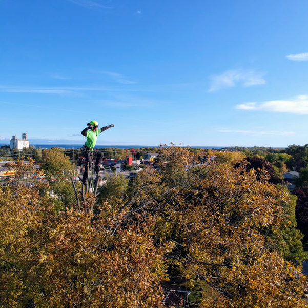 The Arborist - Professional Tree Care | 535 Maple St Apt 4, Collingwood, ON L9Y 2S7, Canada | Phone: (705) 444-9011