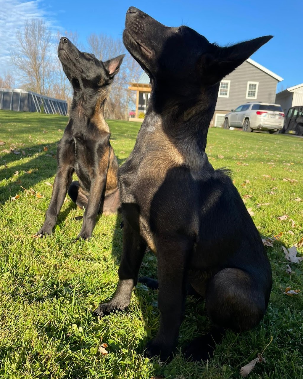 K9 Union Training Academy | 647 Crimson Crescent, Oshawa, ON L1J 8C9, Canada | Phone: (647) 889-4275