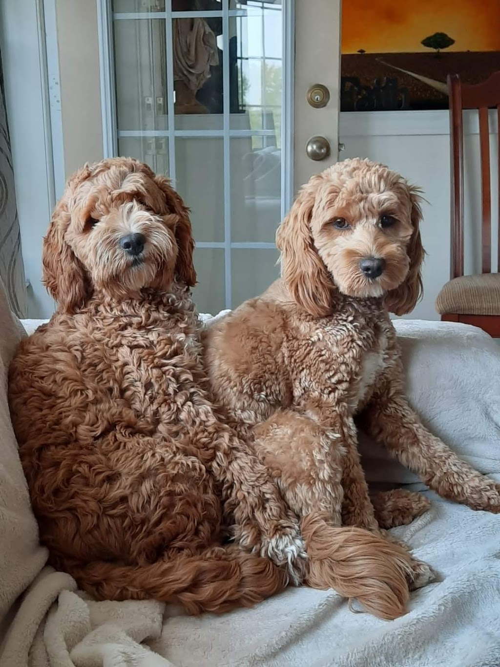 Golden Eagle Mobile Veterinary Services Ltd. | 3208 Renton Rd, Burlington, ON L7M 3C7, Canada | Phone: (647) 769-2791