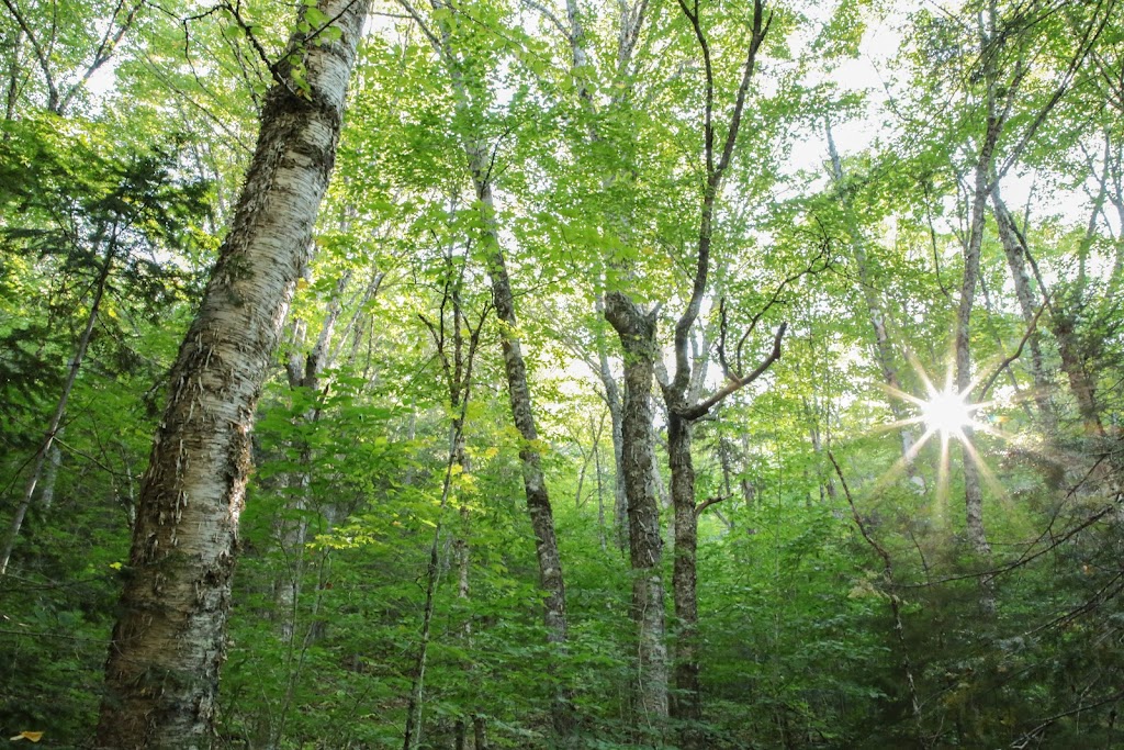 Community Forests International | 10 School Ln, Sackville, NB E4L 3J9, Canada | Phone: (506) 536-3738