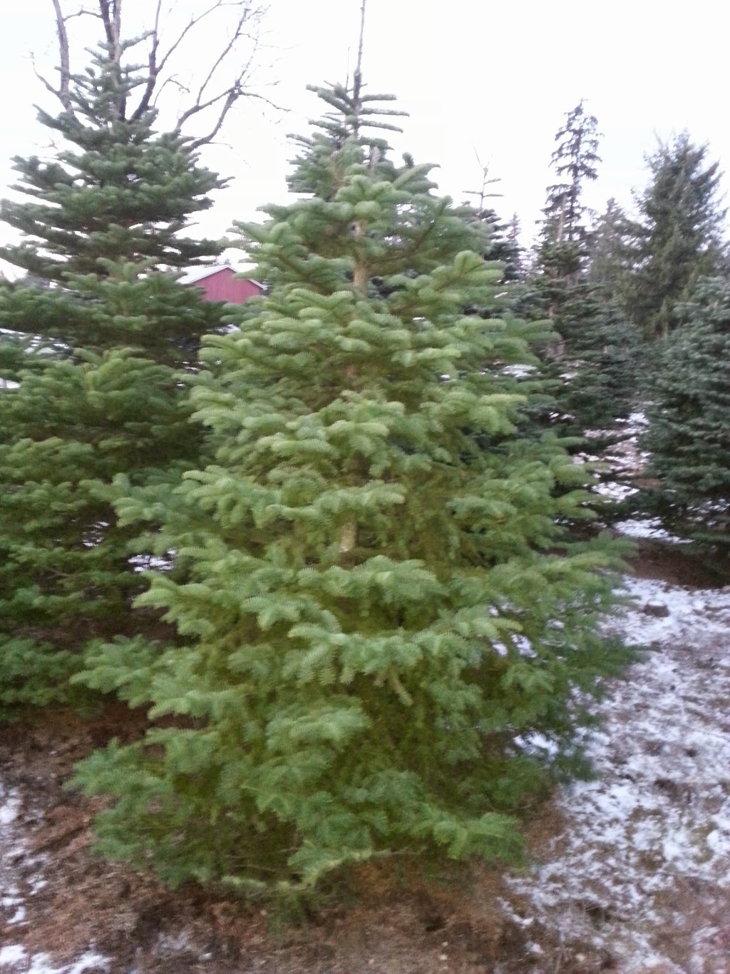 Churchland Christmas Tree Farm | 4726 248 St, Aldergrove, BC V4W 1B6, Canada | Phone: (604) 996-1046