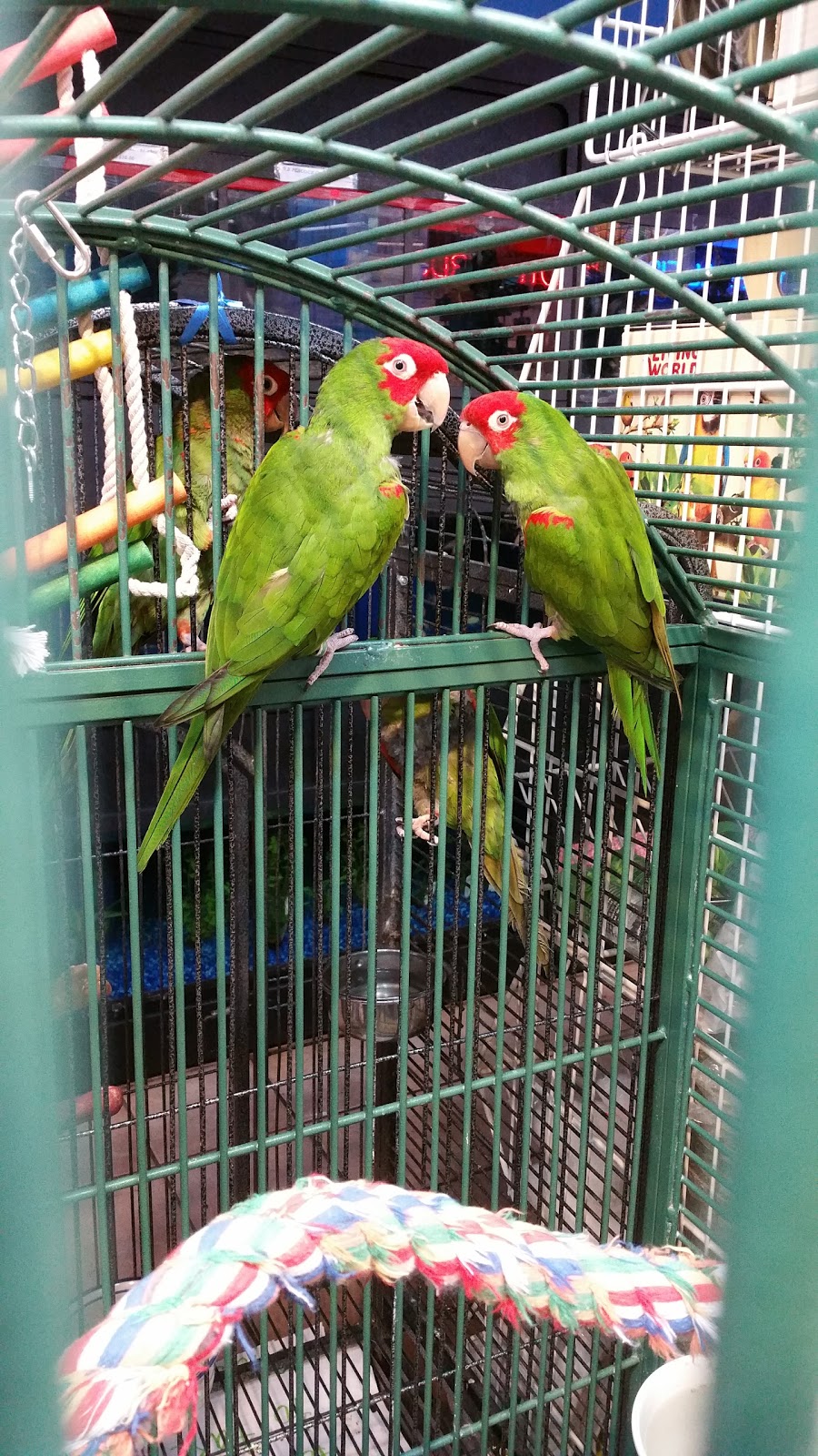 Central Pet Oshawa | 1100 Simcoe St N, Oshawa, ON L1G 4W6, Canada | Phone: (905) 240-7387