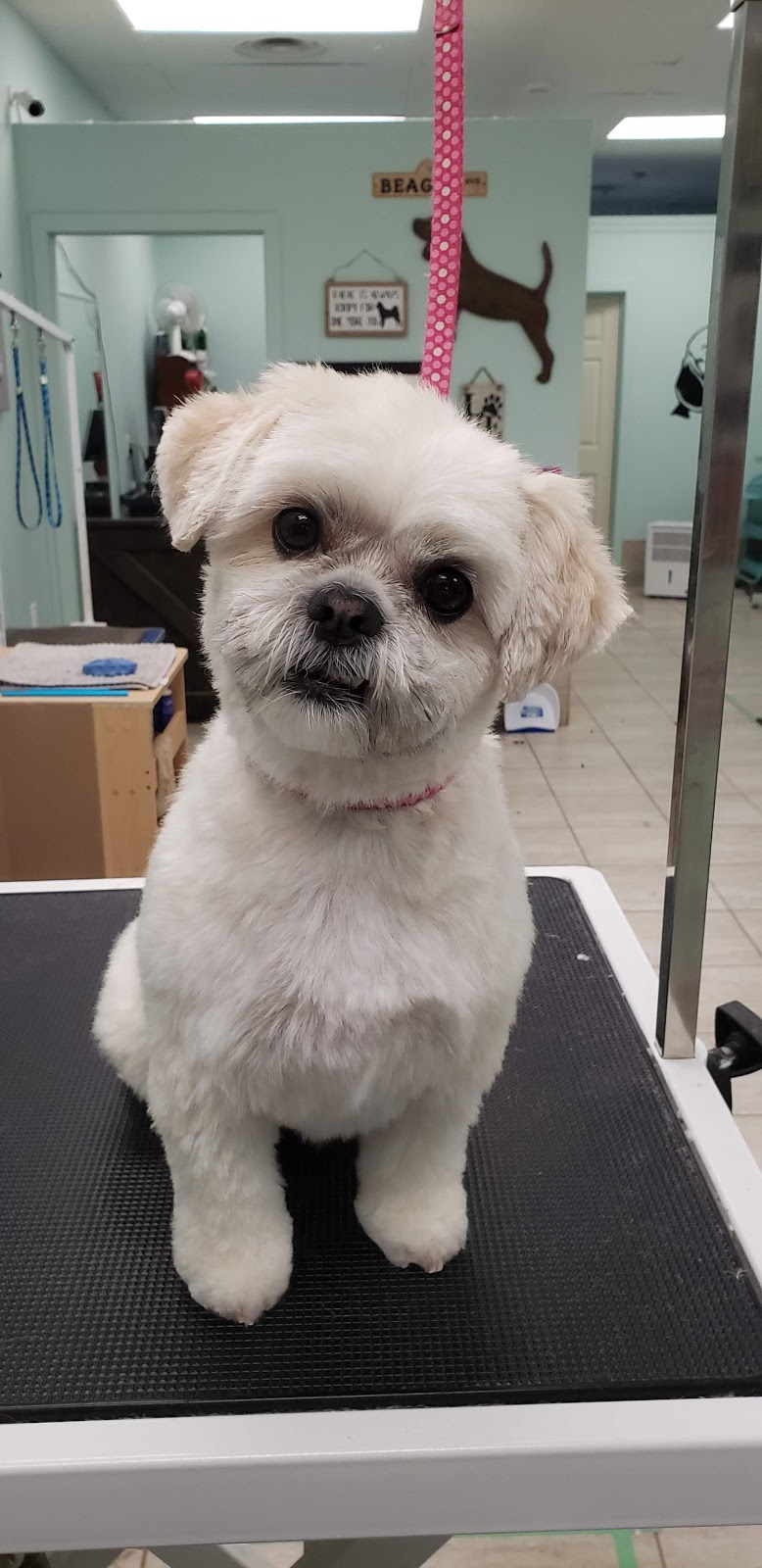 Pampered Pups by Jamie (Napanee) | 272 Belleville Rd, Napanee, ON K7R 1H6, Canada | Phone: (613) 354-3000