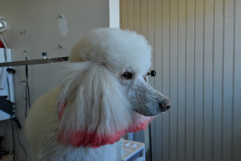 PASSION BEAUTÉ CANINE | 172 Boulevard Ste Anne, Sainte-Anne-des-Plaines, QC J0N 1H0, Canada | Phone: (450) 205-0750