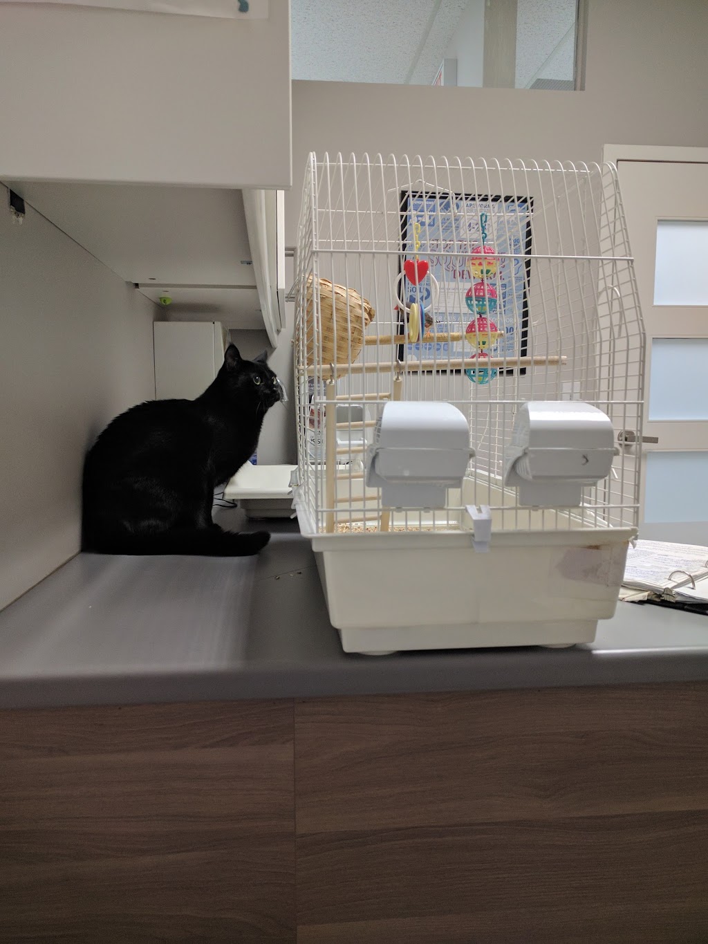 Guelph Cat Clinic | 15 Surrey St W #4, Guelph, ON N1H 3R3, Canada | Phone: (519) 821-2287