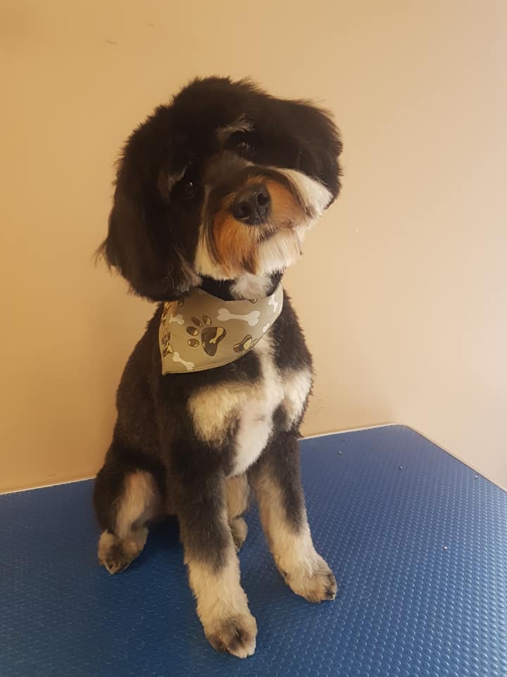 Groomingdales Fonthill | 20 Hwy 20 E, Fonthill, ON L0S 1E0, Canada | Phone: (905) 892-5483