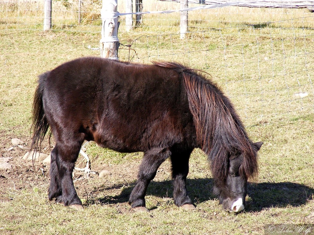 Deça Deci - Ferme agrotouristique | 298 rte 263 sud, Marston, QC G0Y 1G0, Canada | Phone: (819) 214-5152